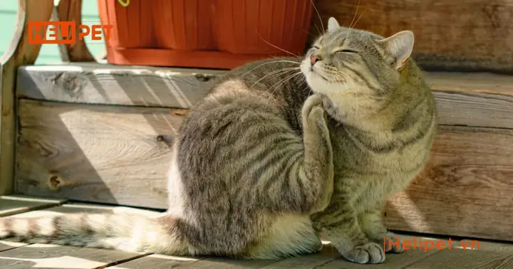 Mèo Bị Nấm Vảy Gàu Có Tự Khỏi Được Không?