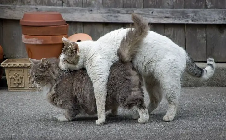 Những Nguy Hiểm Khi Tiêm Thuốc Ngừa Thai Cho Mèo Những Nguy Hiểm Khi Tiêm Thuốc Ngừa Thai Cho Mèo