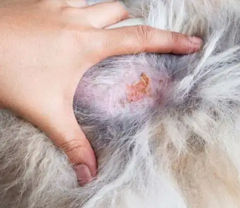 Các Loại Thuốc Uống Trị Viêm Da Cho Chó Phổ Biến Nhất Các Loại Thuốc Uống Trị Viêm Da Cho Chó Phổ Biến Nhất