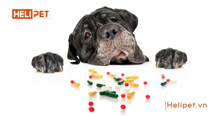 Cho Chó Uống Vitamin Của Người Được Không? Cho Chó Uống Vitamin Của Người Được Không?