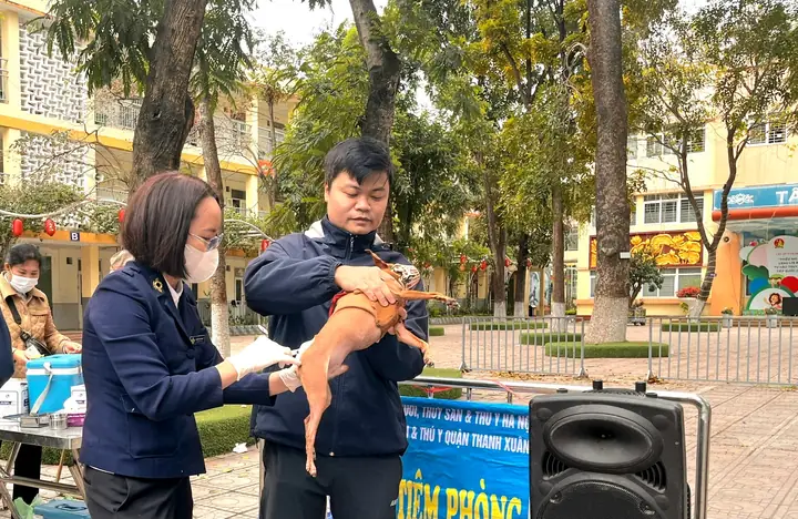 Hà Nội Phấn Đấu Tiêm Phòng Bệnh Dại Cho Đàn Chó, Mèo Đạt Hơn 90% Tổng Đàn Thuộc Diện Tiêm Hà Nội Phấn Đấu Tiêm Phòng Bệnh Dại Cho Đàn Chó, Mèo Đạt Hơn 90% Tổng Đàn Thuộc Diện Tiêm