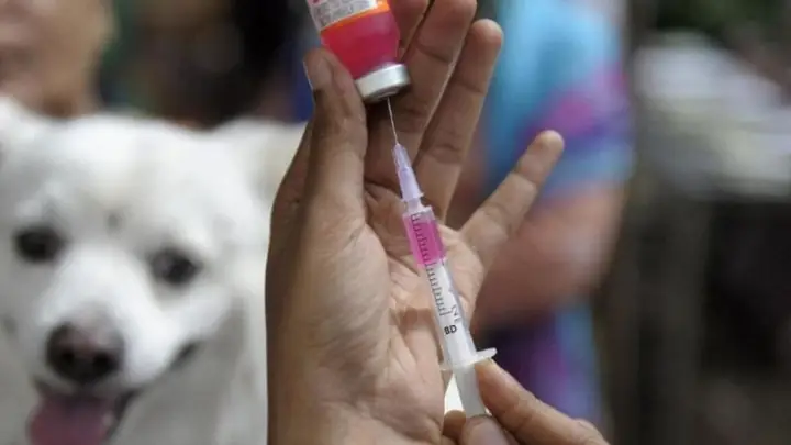 5cách Phòng Chống Và Chữa Bệnh Dại Ở Chó Mèo 5cách Phòng Chống Và Chữa Bệnh Dại Ở Chó Mèo