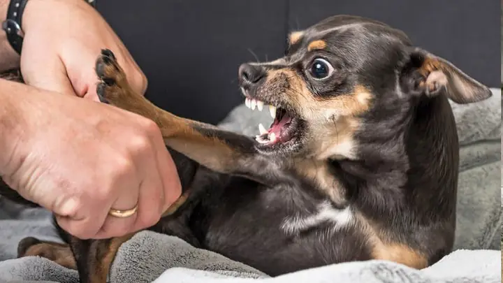 2tiêm Phòng Dại Cho Chó Mèo 1 Mũi Vacxin Có Đủ Không? 2tiêm Phòng Dại Cho Chó Mèo 1 Mũi Vacxin Có Đủ Không?