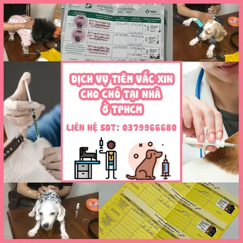 Dịch Vụ Tiêm Vắc Xin Cho Chó Tại Nhà Ở Tphcm Là Gì?