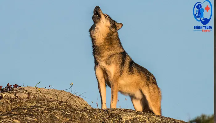 Tiếng Chó Sủa Ban Đêm: Nguyên Nhân, Ý Nghĩa Và Cách Xử Lý Hiệu Quả