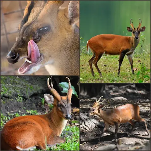 Tiếng Chó Sủa Như Thế Nào: Phân Tích Ngôn Ngữ Âm Thanh Của Chó