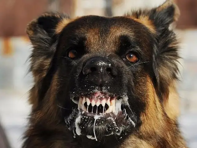 Tiếp Xúc Với Chó Dại Có Sao Không? Tiếp Xúc Với Chó Dại Có Sao Không?