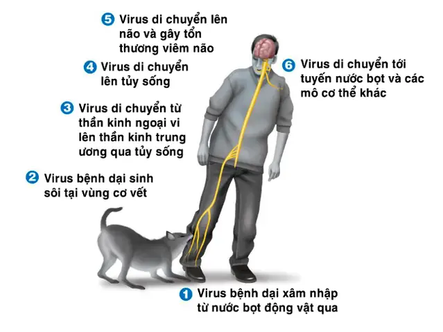 Bệnh Dại Nguy Hiểm Ra Sao? Bệnh Dại Nguy Hiểm Ra Sao?