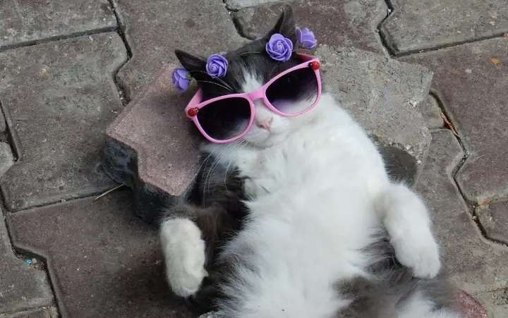 Các Tên Trung Tính Cho Mèo