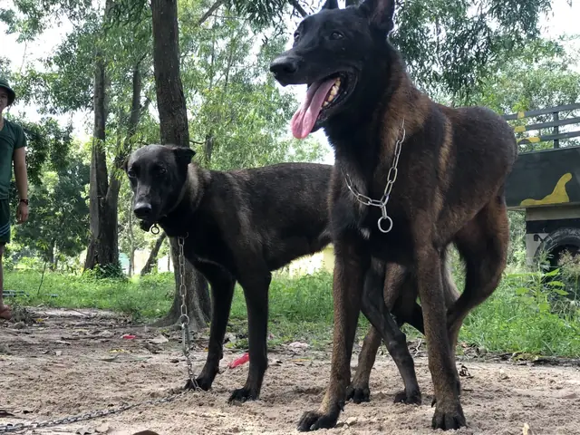 Tìm Chó Cái Phối Giống