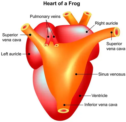 Tim Ếch Chỉ Có Ba Ngăn