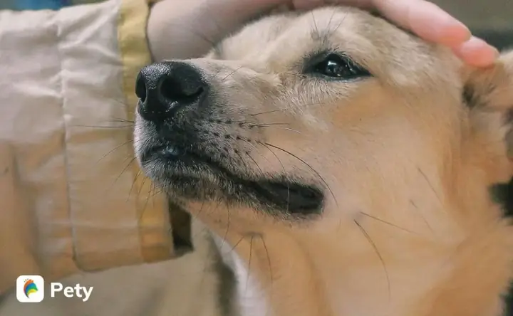 Tìm Chó Mèo Lạc Đà Nẵng