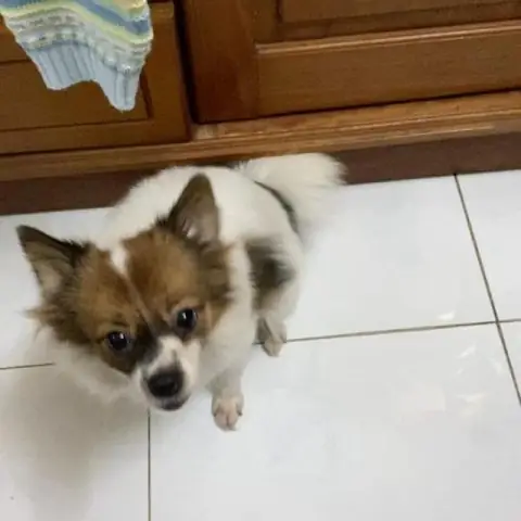 Tầm Quan Trọng Của Việc Hành Động Nhanh Chóng Khi Chó Cưng Mất Tích Tầm Quan Trọng Của Việc Hành Động Nhanh Chóng Khi Chó Cưng Mất Tích