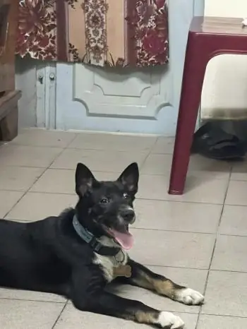 Tìm Chó Lạc Đà Nẵng: Hướng Dẫn Toàn Diện Để Đoàn Tụ Với Bạn Bốn Chân Tìm Chó Lạc Đà Nẵng: Hướng Dẫn Toàn Diện Để Đoàn Tụ Với Bạn Bốn Chân