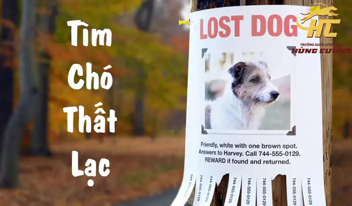 Hướng Dẫn Tìm Chó Lạc Ở Hà Nội: Địa Điểm, Cách Làm Và Kinh Nghiệm Hiệu Quả