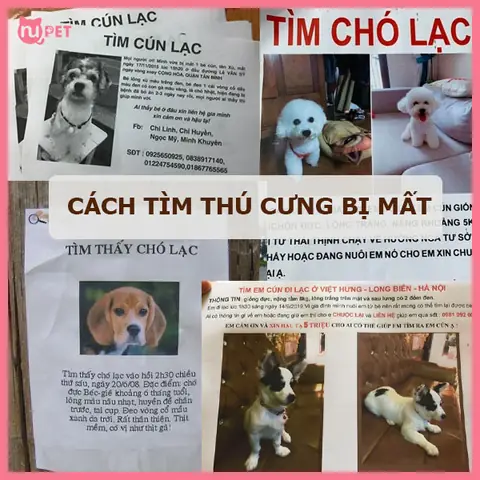 Tìm Chó Lạc Ở Hà Nội: Hướng Dẫn Toàn Diện Từ Chuyên Gia