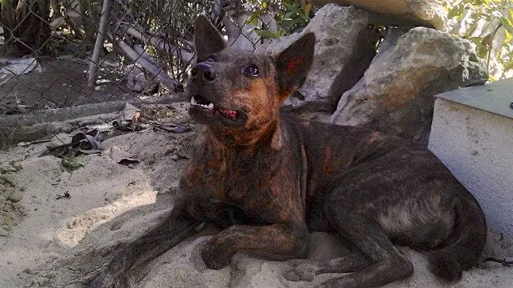 Hướng Dẫn Tìm Chó Lạc Sài Gòn: Cách Nhận Biết, Tìm Kiếm Và Hỗ Trợ Hiệu Quả