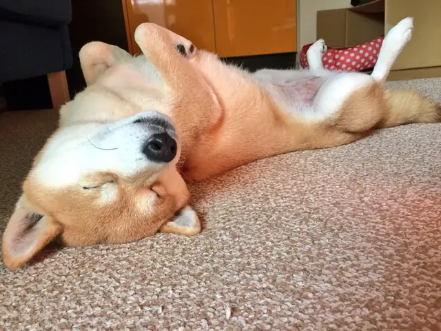 Tư Thế Ngủ Của Chó: Nằm Ngửa