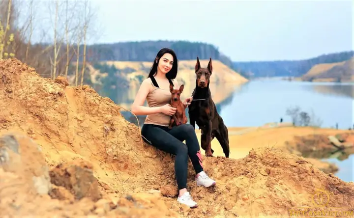 Cách Chăm Sóc Chó Doberman Pinscher