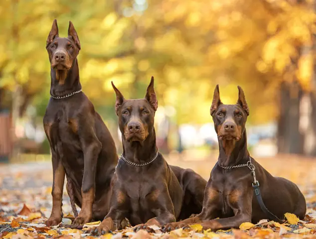Giới Thiệu Giống Chó Doberman Pinscher