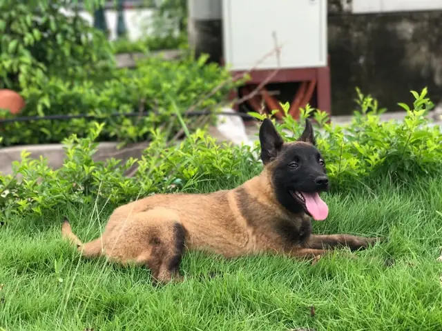 Phần Đầu Chó Malinois Thuần Chủng Phần Đầu Chó Malinois Thuần Chủng