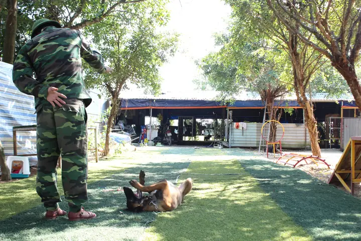 Huấn Luyện Chó Malinois Huấn Luyện Chó Malinois