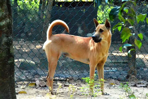 Các Giống Chó Phú Quốc Lai Phổ Biến Nhất