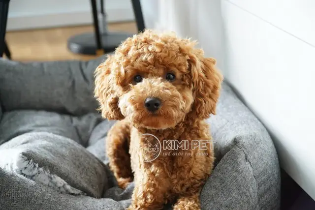 Nhận Biết Chó Poodle Thuần Chủng Về Ngoại Hình