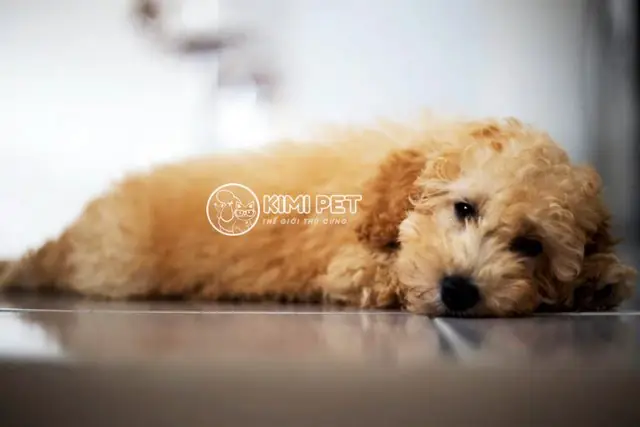 Tìm Hiểu Các Bệnh Thường Gặp Ở Poodle