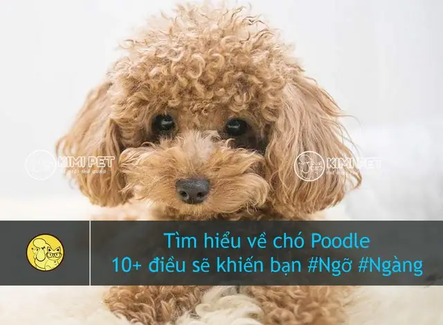[a-z] Thông Tin Về Chó Poodle & Cách Nuôi Chó Poodle Cực Chuẩn
