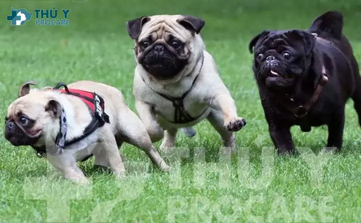 Vấn Đề Sức Khỏe Thường Gặp Ở Chó Pugdù Pug Là Giống Chó Khỏe Mạnh, Nhưng Chúng Cũng Dễ Mắc Phải Một Số Vấn Đề Về Sức Khỏe, Đặc Biệt Là Những Vấn Đề Liên Quan Đến Hình Dáng Cơ Thể Đặc Trưng Của Chúng: