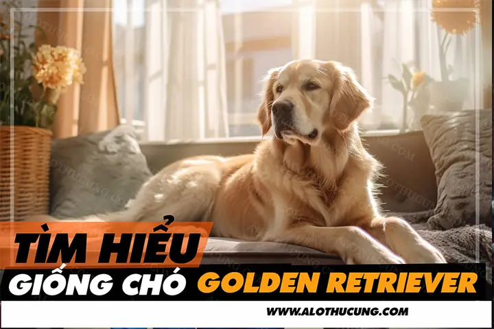 Tìm Hiểu Về Giống Chó Golden Retriever