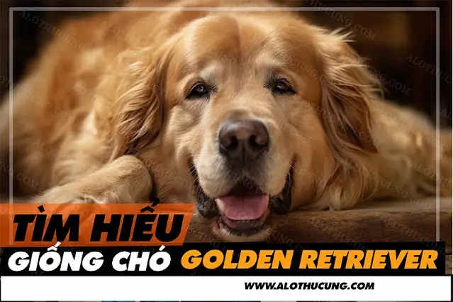 Tìm Hiểu Về Tính Cách Giống Chó Golden Retriever