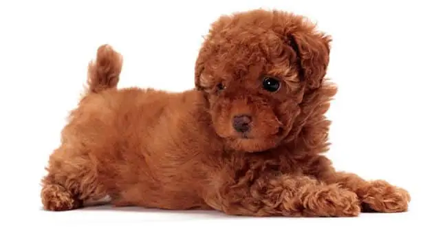Độ Tuổi Của Chó Poodle