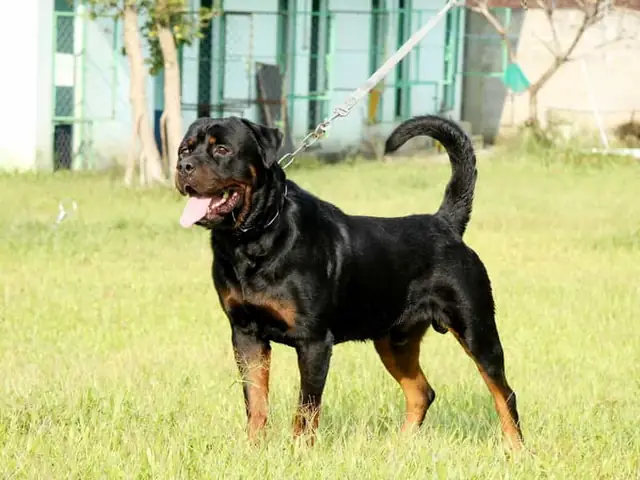 Chó Rottweiler Lai Doberman (gọi Là Rotterman)