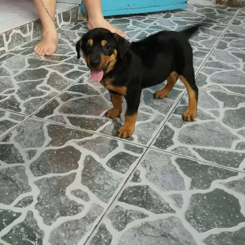 Chó Rottweiler Lai Xoáy Phú Quốc