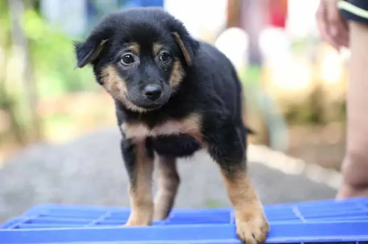 Chó Rottweiler Lai Becgie (gọi Là German Rottie)