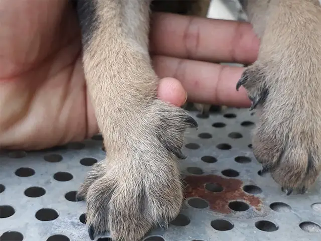 Vì Sao Nhiều Người Thích Nuôi Chó Có Huyền Đề?