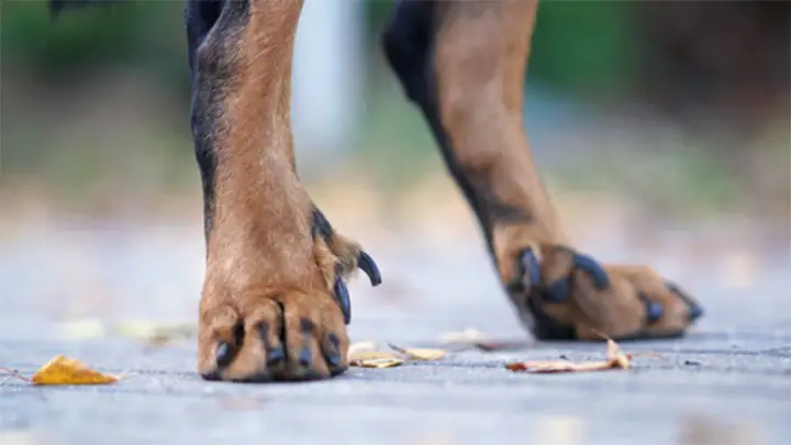 Các Loại Huyền Đề Phổ Biến Ở Chó