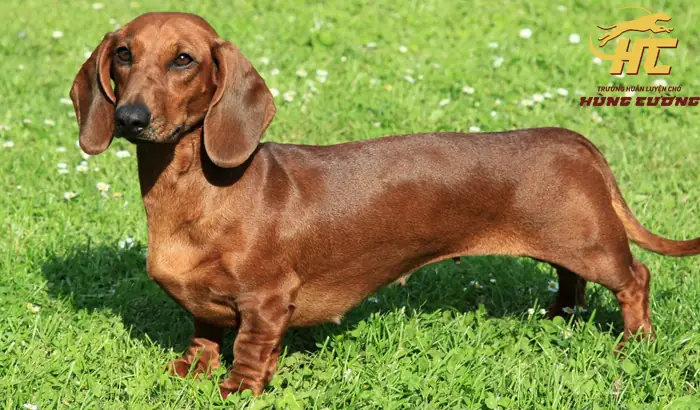 Nuôi Chó Lạp Xưởng Có Khó Không? Nuôi Chó Lạp Xưởng Có Khó Không?