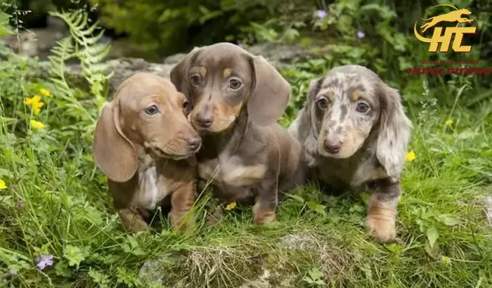 Địa Chỉ Bán Chó Lạp Xưởng Ở Đâu Uy Tín?