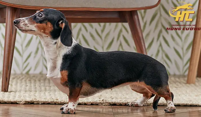 Chó Lạp Xưởng (dachshund): Đặc Điểm, Tính Cách, Nguồn Gốc Chó Lạp Xưởng (dachshund): Đặc Điểm, Tính Cách, Nguồn Gốc