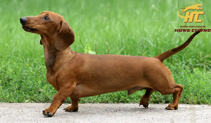 Chiều Cao Và Cân Nặng Chiều Cao Và Cân Nặng