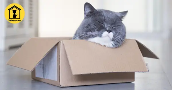 Người Yêu Mèo Tìm Kiếm Tình Cảm, Người Yêu Chó Tìm Kiếm Bạn Đồng Hành