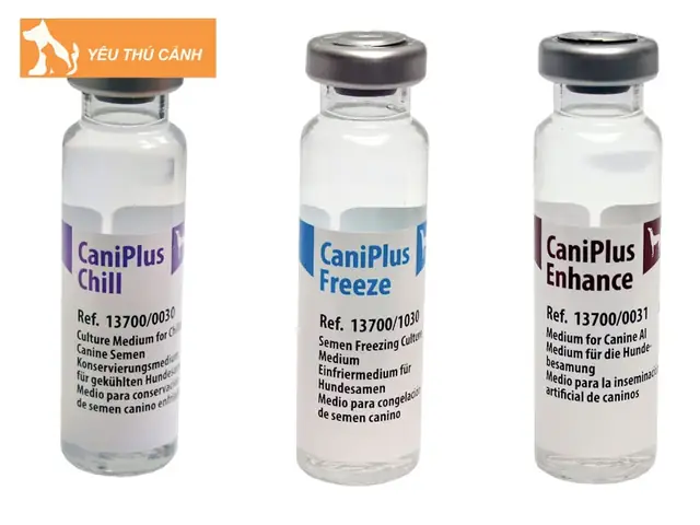 Chó Cần Bao Nhiêu Tinh Trùng Để Mang Thai?