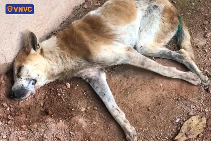 Thời Gian Sống Của Chó Mèo Sau Khi Phát Bệnh Dại Thời Gian Sống Của Chó Mèo Sau Khi Phát Bệnh Dại