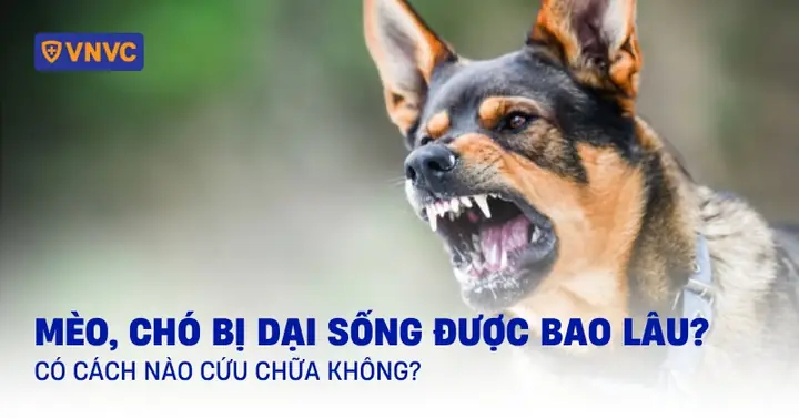 Chó Bị Dại Sống Được Bao Lâu Chó Bị Dại Sống Được Bao Lâu
