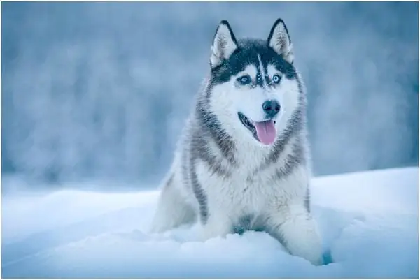 Lịch Sử Phát Triển Của Giống Husky