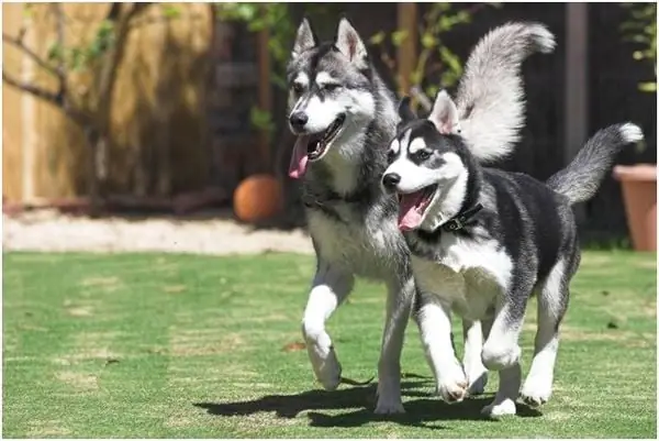 Husky Năng Động Và Tinh Nghịch