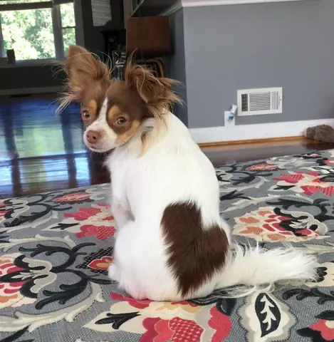 Tôi Có Một Con Chó Mực Tên Là Trầm Cảm: Hiểu Về Căn Bệnh Tâm Thần Qua Ẩn Dụ